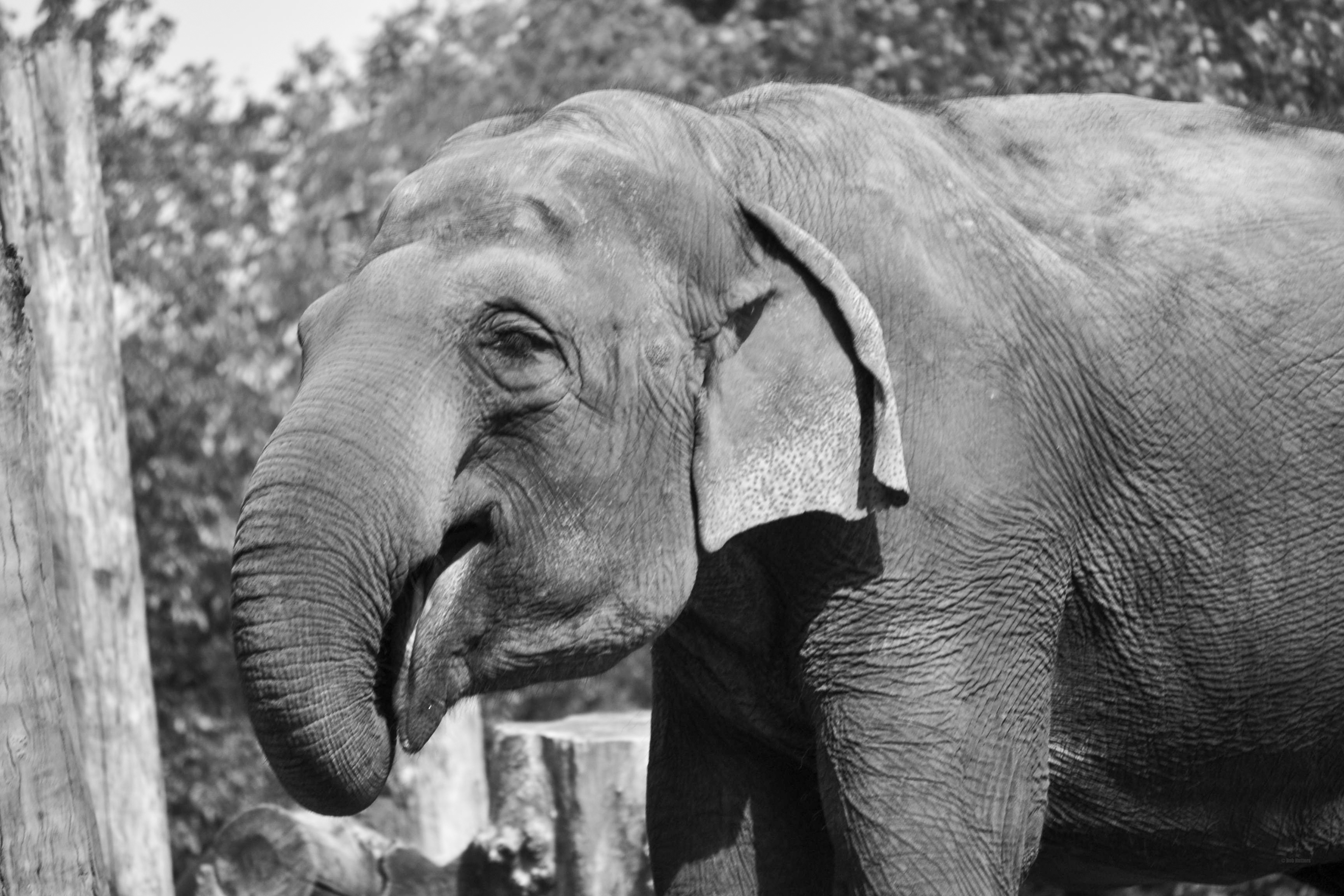 The Happy Elephant