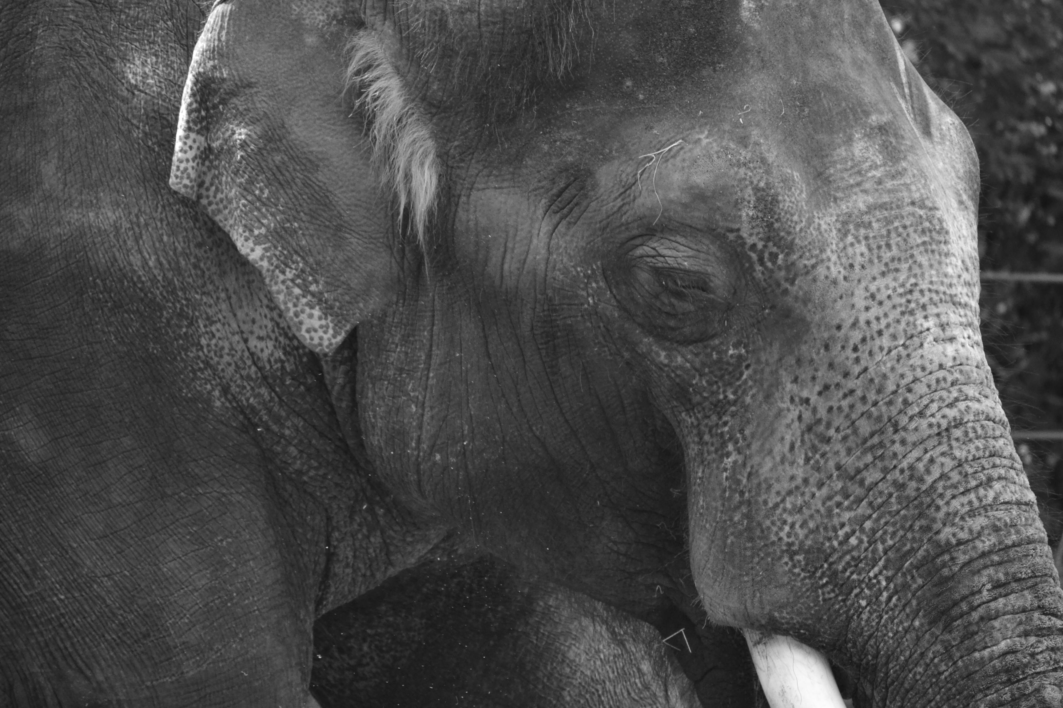 The Sad Elephant