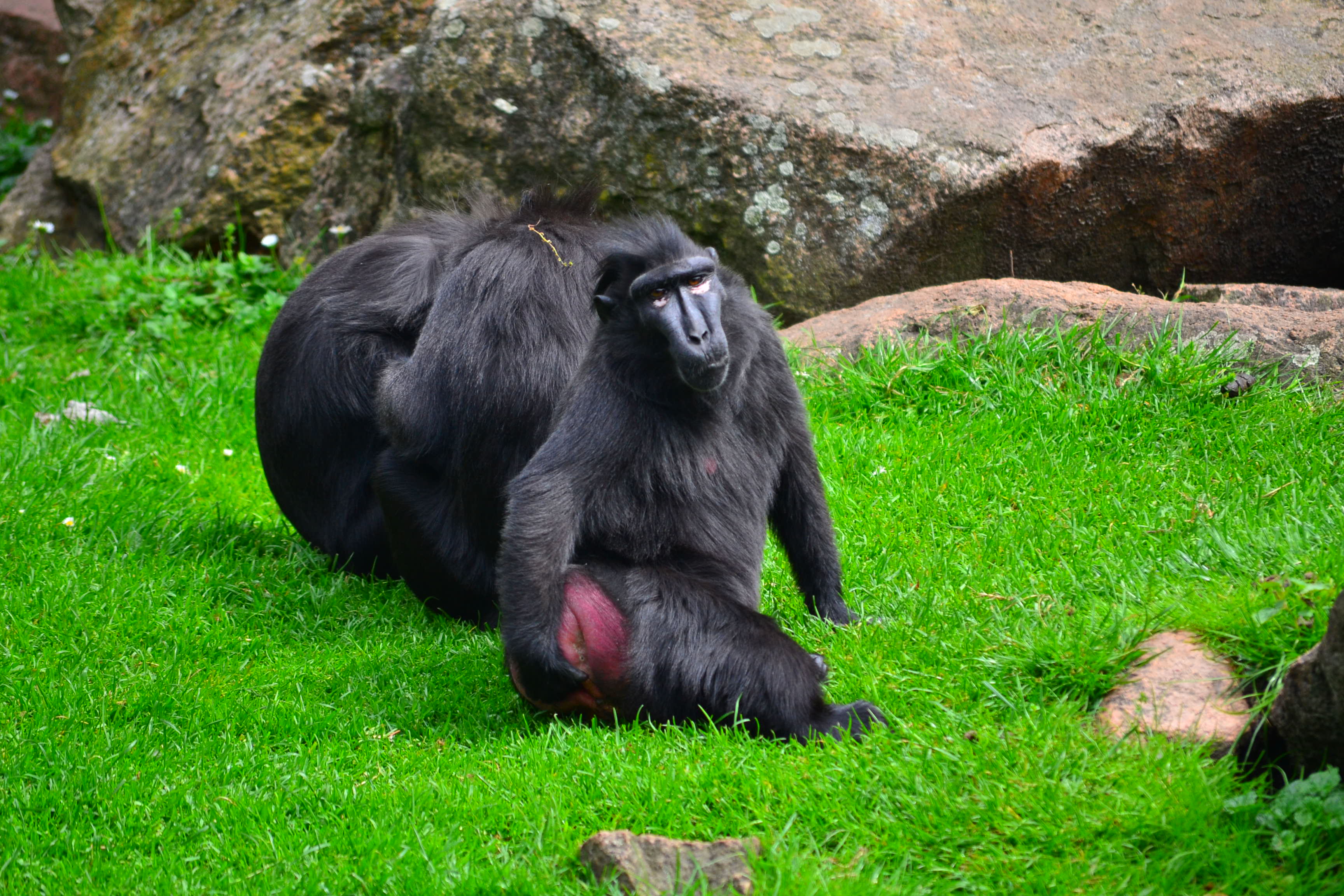 The Mocking Primate
